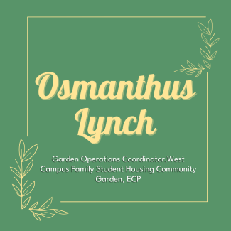 Osmanthus Lynch